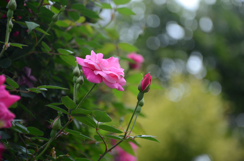 水性木器漆哪个牌子好?